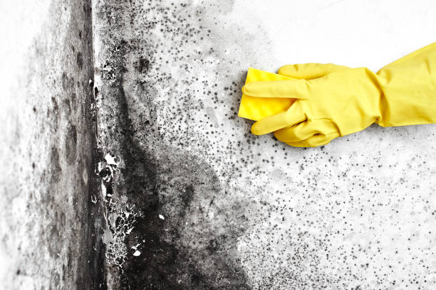 Best Home Mold Removal  in Clarinda, IA