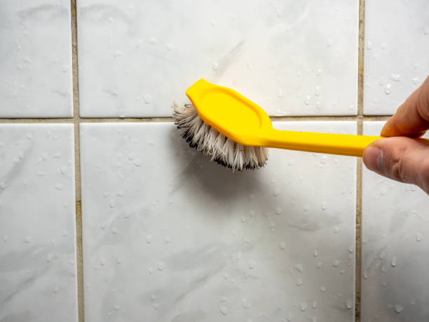 Best Mold Damage Repair  in Clarinda, IA