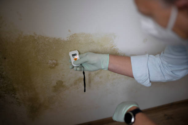 Attic Mold Removal in Clarinda, IA