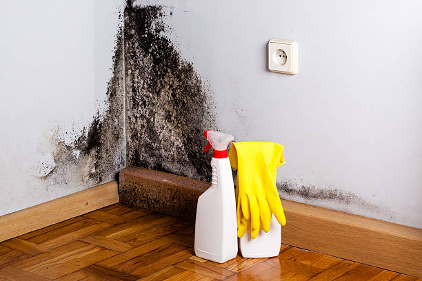 Best Emergency Mold Removal  in Clarinda, IA